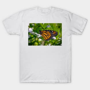 Monarch Butterfly 3 T-Shirt